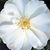 Biały  - Róże okrywowe - White Flower Carpet
